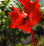 �I���W�i���@�g���[�g�����g